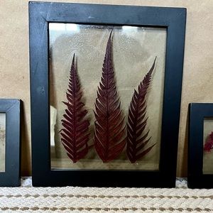 Framed Pressed Foliage